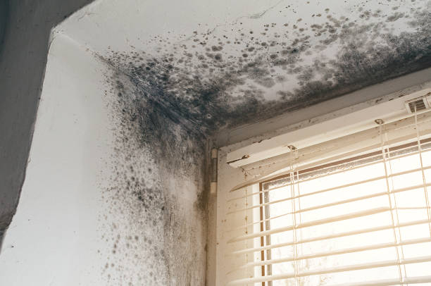Trusted Attic Mold Removal service in Wyckoff, NJ - Cheap Mold Removal